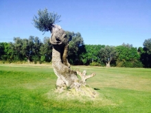 Profile picture for user Ana Vieira de Oliveira