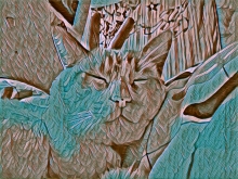 Profile picture for user metamorfose.ambulante