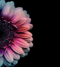 Profile picture for user su0386