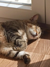 Profile picture for user CarolinaSousa