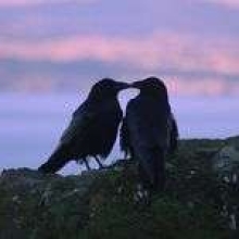 Profile picture for user blurrybirds