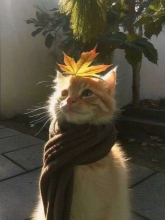 Profile picture for user 𝜗𝜚_Elysian_𝜗𝜚