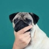 Profile picture for user joao.o.carpinteiro